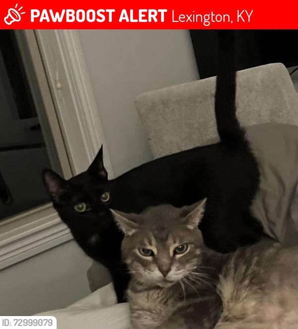 Lost Female Cat last seen Meeting St by Frederick Douglas High School , Lexington, KY 40509