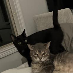 Lost Female Cat last seen Meeting St by Frederick Douglas High School , Lexington, KY 40509