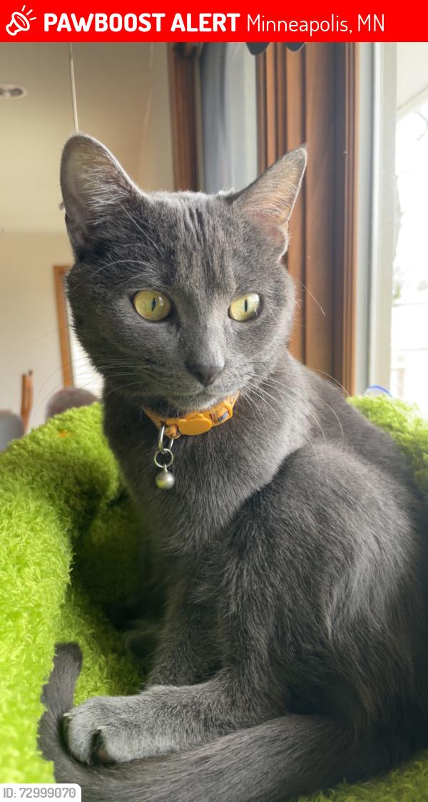 Lost Female Cat last seen Sheridan Ave S and 64th St W, Minneapolis, MN 55423