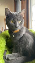 Lost Female Cat last seen Sheridan Ave S and 64th St W, Minneapolis, MN 55423