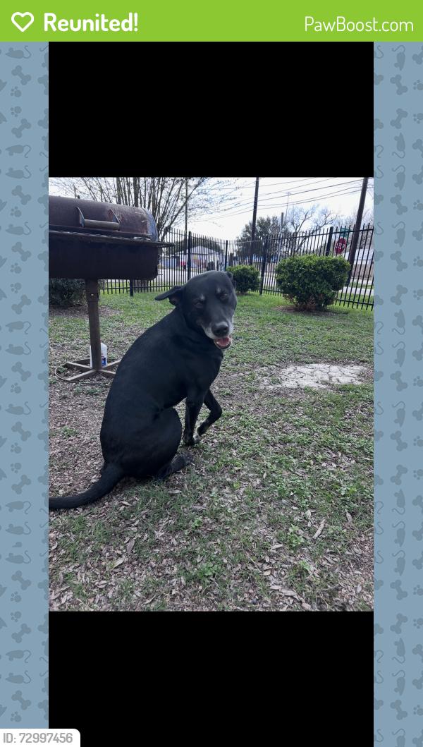 Reunited Male Dog last seen Hamman and Calder St, Houston, TX 77007
