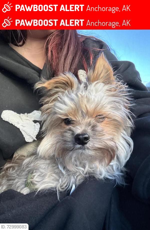 Lost Male Dog last seen Jewel lake and 88th ave, Anchorage, AK 99502
