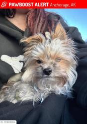 Lost Male Dog last seen Jewel lake and 88th ave, Anchorage, AK 99502