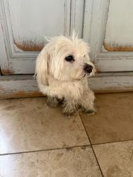 Found/Stray Male Dog last seen NE 3rd Ct , 33161, Miami, FL 33161