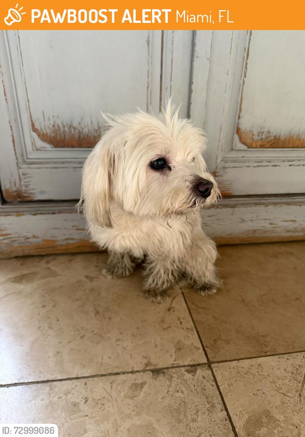 Found/Stray Male Dog last seen NE 3rd Ct , 33161, Miami, FL 33161