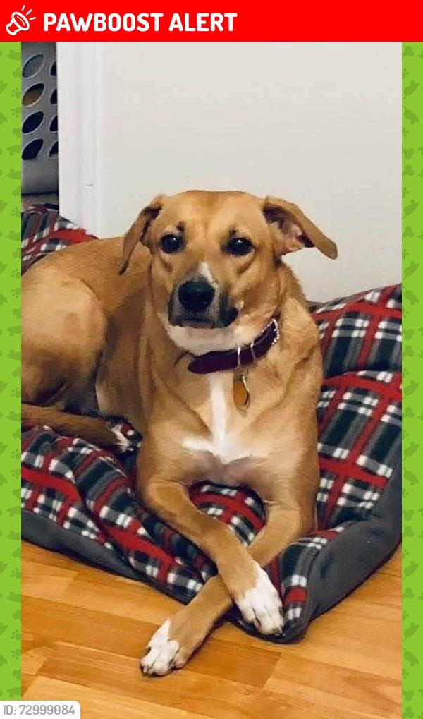 Lost Female Dog last seen Hampstead Drive and Chancellor Road, Spotsylvania County, VA 22407