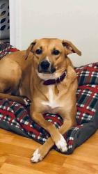 Lost Female Dog last seen Hampstead Drive and Chancellor Road, Spotsylvania County, VA 22407
