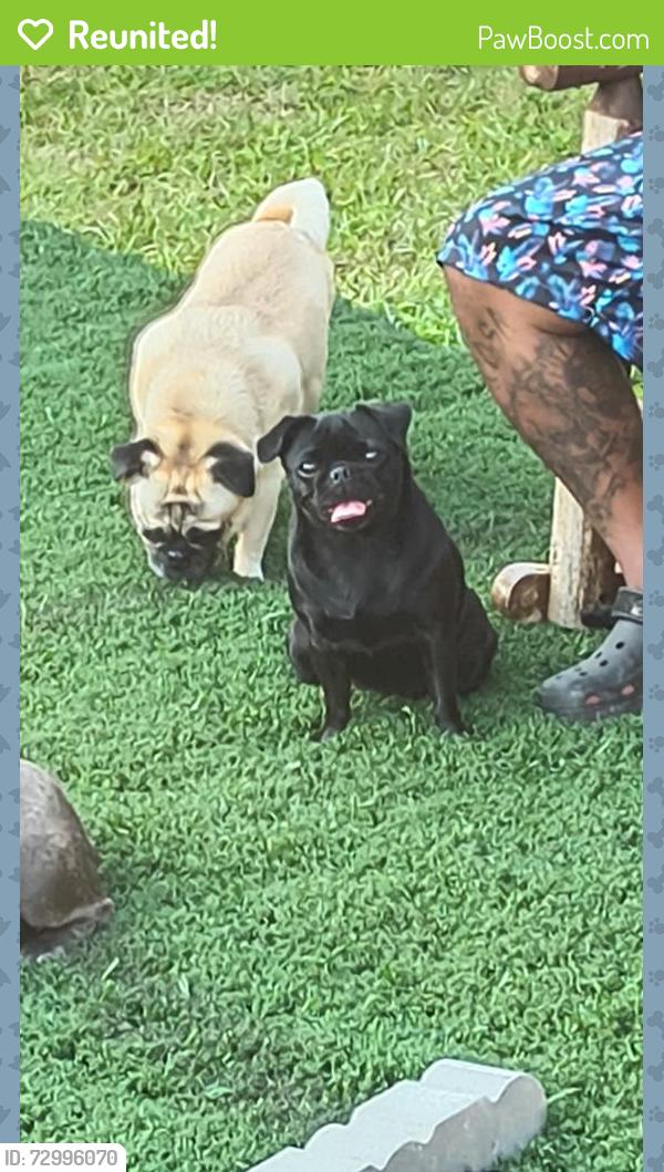 Reunited Female Dog last seen Mentzer Gap Rd, Waynesboro, PA 17268