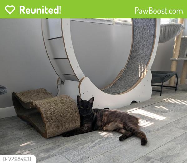 Reunited Male Cat last seen Flora Ave / Tamarac Dr / Royalwood Dr, Holiday, FL 34690