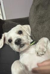 Lost Male Dog last seen Near sharpcrest St, Houston TX, Houston, TX 77036