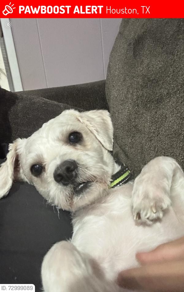 Lost Male Dog last seen Near sharpcrest St, Houston TX, Houston, TX 77036