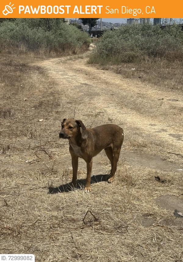 Found/Stray Male Dog last seen Camino de la Plaza and Wittman Way, along river side by electrical post, San Diego, CA 92173