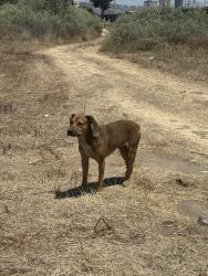 Found/Stray Male Dog last seen Camino de la Plaza and Wittman Way, along river side by electrical post, San Diego, CA 92173