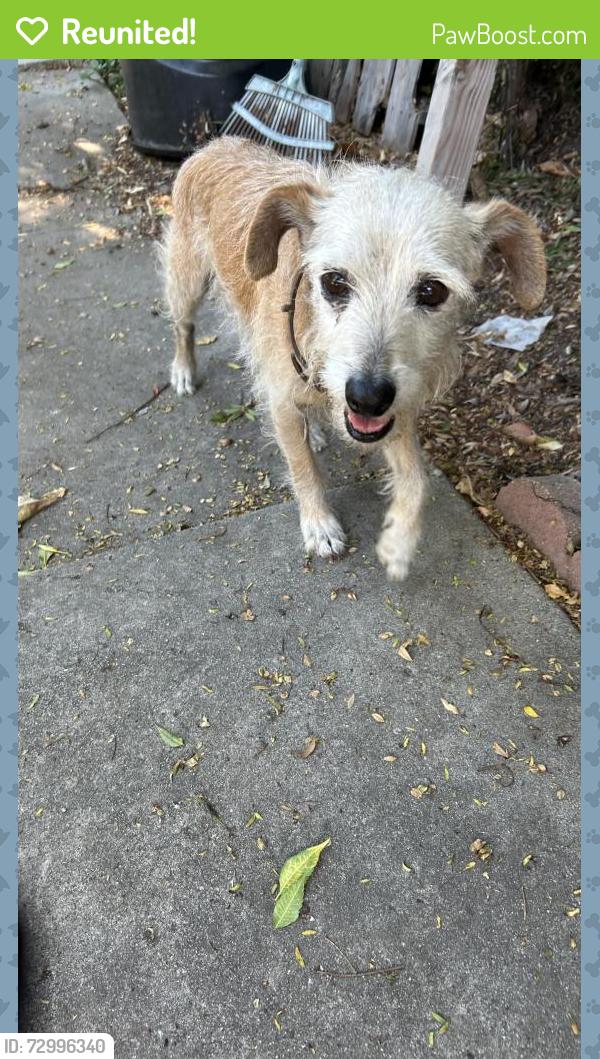 Reunited Male Dog last seen Buena Vista Rd and Duarte Rd, Duarte, CA 91010