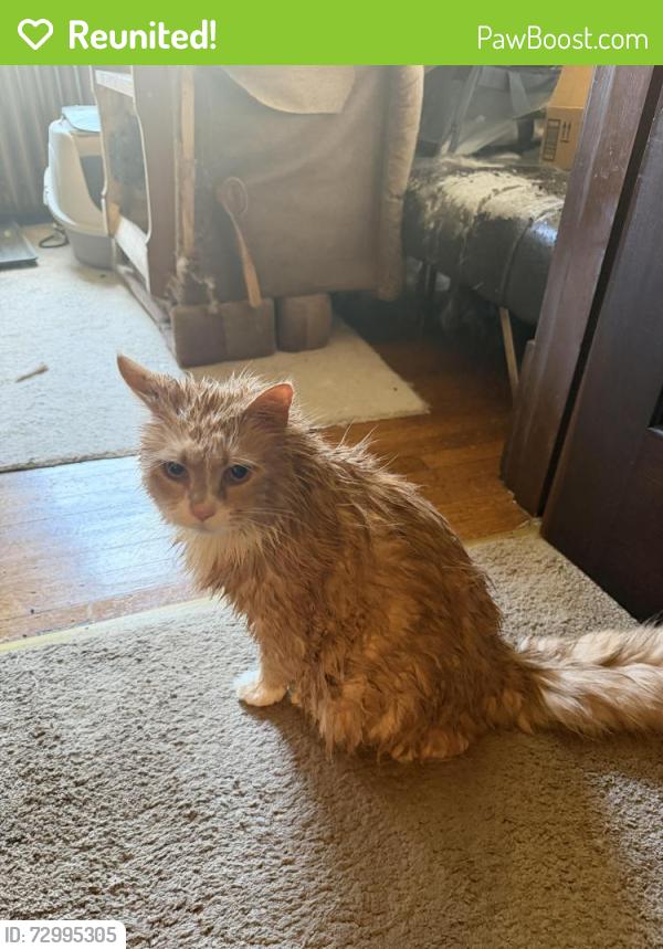 Reunited Male Cat last seen Estella, Pittsburgh, PA 15211
