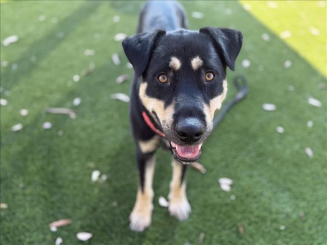 Shelter Stray Male Dog last seen , 3201 Lacy St, Los Angeles, CA 90031, USA