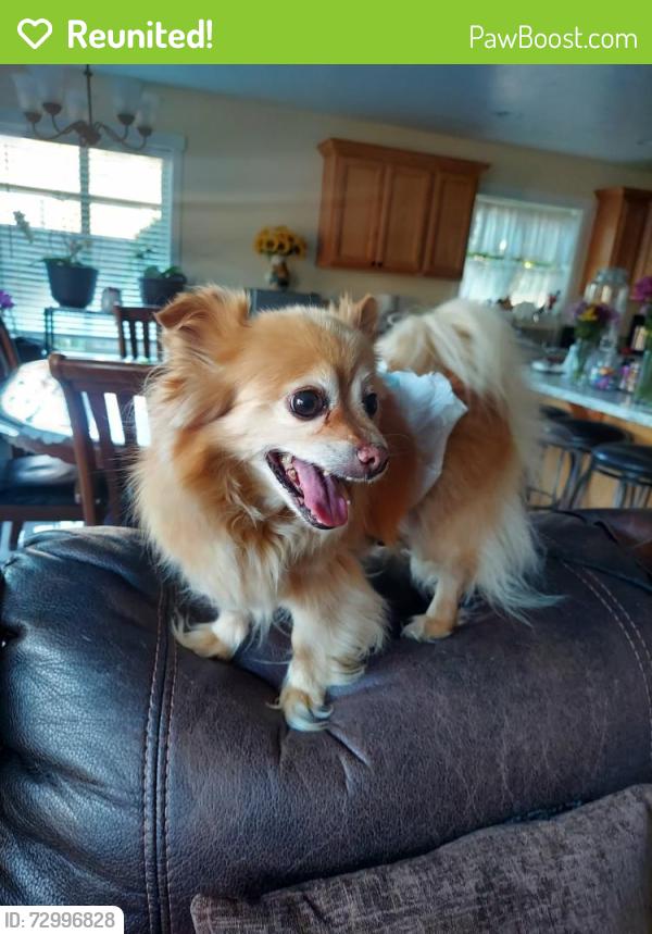 Reunited Male Dog last seen Montgomery Ln , Pasco, WA 99301
