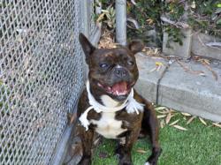 Shelter Stray Male Dog last seen , 1850 W 60th St, Los Angeles, CA 90047, USA