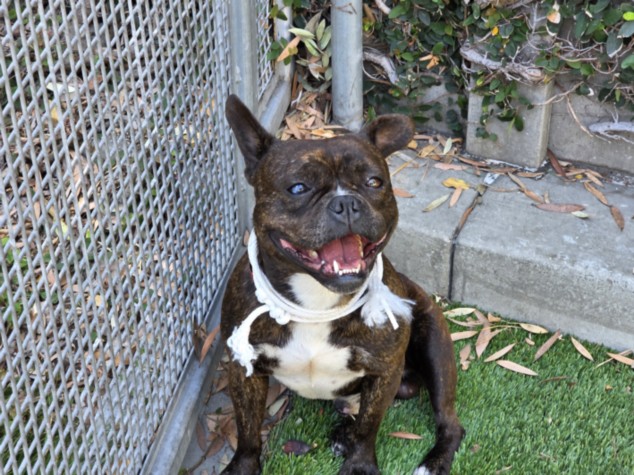 Shelter Stray Male Dog last seen , 1850 W 60th St, Los Angeles, CA 90047, USA