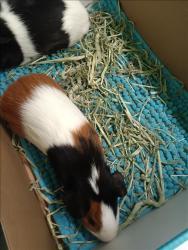 Shelter Stray Male Other last seen , 1850 W 60th St, Los Angeles, CA 90047, USA