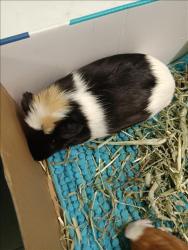 Shelter Stray Male Other last seen , 1850 W 60th St, Los Angeles, CA 90047, USA