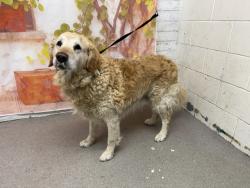 Shelter Stray Male Dog last seen Near BLOCK INVERNESS LN, 333 Chandler Pl, San Bernardino, CA 92408, USA