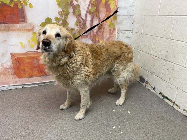 Shelter Stray Male Dog last seen Near BLOCK INVERNESS LN, 333 Chandler Pl, San Bernardino, CA 92408, USA