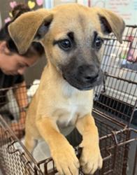 Shelter Stray Female Dog last seen , 11361 W Pico Blvd, Los Angeles, CA 90064, USA