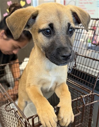 Shelter Stray Female Dog last seen , 11361 W Pico Blvd, Los Angeles, CA 90064, USA