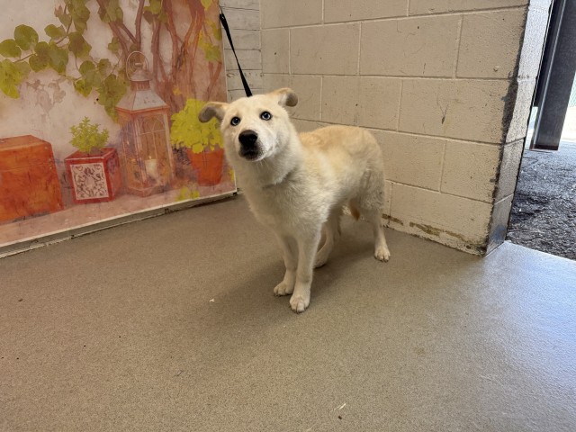 Shelter Stray Female Dog last seen Near BLOCK W RAMONA AVE, 333 Chandler Pl, San Bernardino, CA 92408, USA