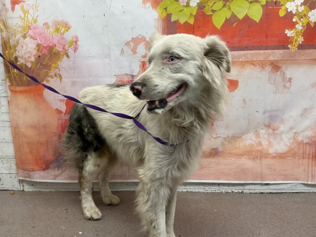 Shelter Stray Male Dog last seen W 20TH ST X FLORES ST, 333 Chandler Pl, San Bernardino, CA 92408, USA