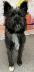 Shelter Stray Female Dog last seen Near BLOCK W MARSHALL BLVD SAN BERNARDINO CA 92405, 333 Chandler Pl, San Bernardino, CA 92408, USA