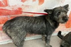 Shelter Stray Female Dog last seen Near BLOCK W MARSHALL BLVD SAN BERNARDINO CA 92405, 333 Chandler Pl, San Bernardino, CA 92408, USA