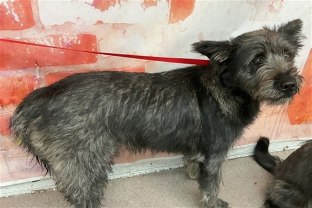 Shelter Stray Female Dog last seen Near BLOCK W MARSHALL BLVD SAN BERNARDINO CA 92405, 333 Chandler Pl, San Bernardino, CA 92408, USA