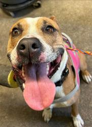 Shelter Stray Female Dog last seen ORRINGTON CIR & ASHMEAD WAY, 2127 Front St, Sacramento, CA 95818, USA