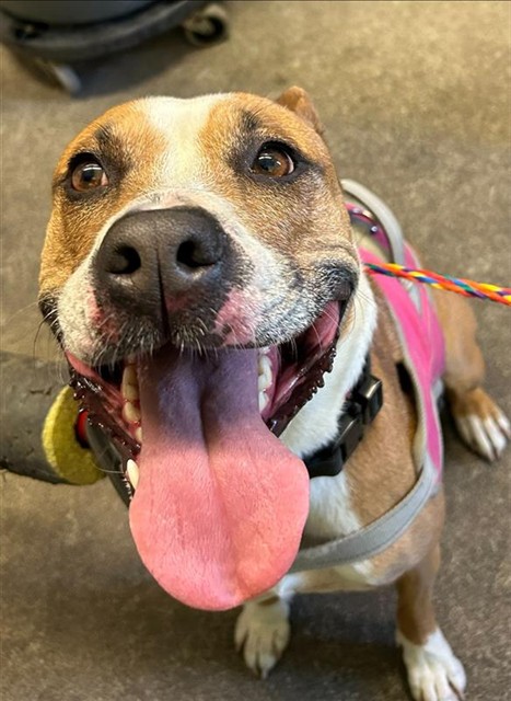 Shelter Stray Female Dog last seen ORRINGTON CIR & ASHMEAD WAY, 2127 Front St, Sacramento, CA 95818, USA