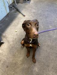 Shelter Stray Female Dog last seen FREEPORT BLVD & SUTTERVILLE RD, 2127 Front St, Sacramento, CA 95818, USA