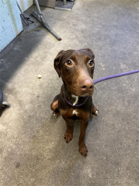 Shelter Stray Female Dog last seen FREEPORT BLVD & SUTTERVILLE RD, 2127 Front St, Sacramento, CA 95818, USA