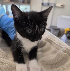 Shelter Stray Female Cat last seen Near BLOCK ELIOT ST, 12155 Park Blvd, Brighton, CO 80601, USA
