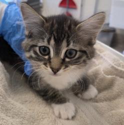 Shelter Stray Female Cat last seen Near BLOCK ELIOT ST, 12155 Park Blvd, Brighton, CO 80601, USA