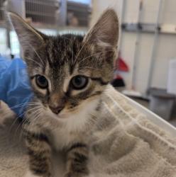 Shelter Stray Male Cat last seen Near BLOCK ELIOT ST, 12155 Park Blvd, Brighton, CO 80601, USA