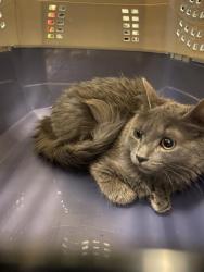 Shelter Stray Unknown Cat last seen Near BLOCK W BENVIEW AVE, 4522 W 3500 S, West Valley City, UT 84120, USA