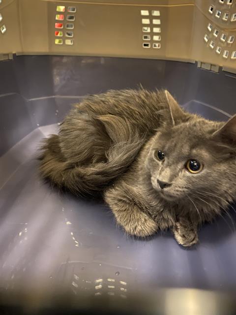 Shelter Stray Unknown Cat last seen Near BLOCK W BENVIEW AVE, 4522 W 3500 S, West Valley City, UT 84120, USA