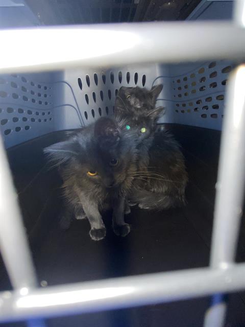 Shelter Stray Unknown Cat last seen Near BLOCK W BENVIEW AVE, 4522 W 3500 S, West Valley City, UT 84120, USA