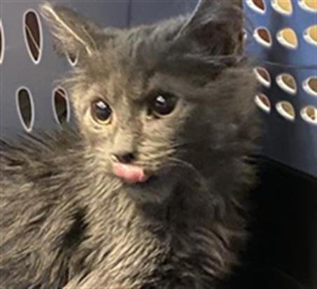 Shelter Stray Unknown Cat last seen Near BLOCK W BENVIEW AVE, 4522 W 3500 S, West Valley City, UT 84120, USA
