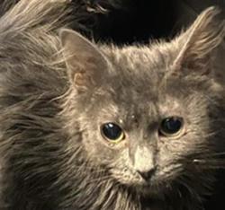 Shelter Stray Unknown Cat last seen Near BLOCK W BENVIEW AVE, 4522 W 3500 S, West Valley City, UT 84120, USA