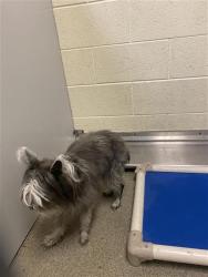 Shelter Stray Female Dog last seen Near BLOCK W 6200 S, TAYLORSVILLE UT 84129, 4522 W 3500 S, West Valley City, UT 84120, USA