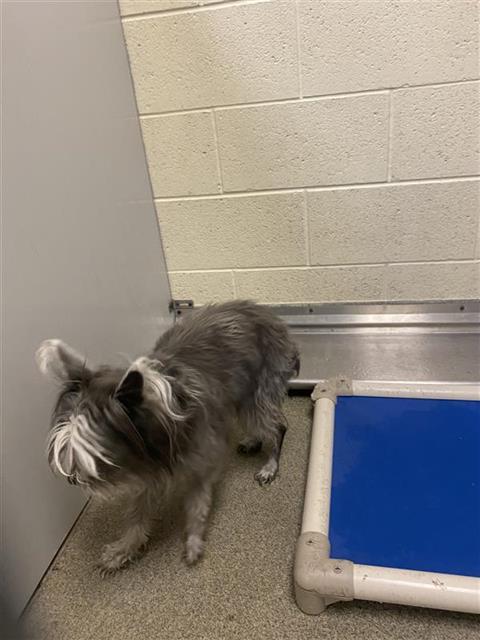 Shelter Stray Female Dog last seen Near BLOCK W 6200 S, TAYLORSVILLE UT 84129, 4522 W 3500 S, West Valley City, UT 84120, USA