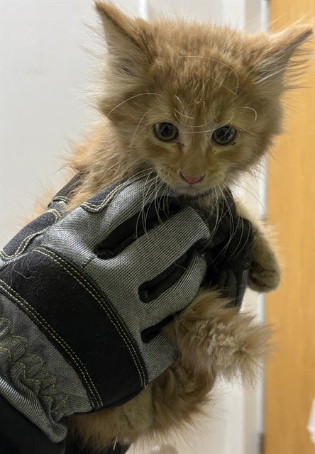 Shelter Stray Female Cat last seen Near BLOCK E 4TH ST, PUEBLO CO 81003, 4600 Eagleridge Pl, Pueblo, CO 81008, USA