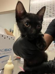 Shelter Stray Female Cat last seen Near BLOCK BLCK OLIVE AVE, LONG BEACH, CA 90802, 7700 E Spring St, Long Beach, CA 90815, USA